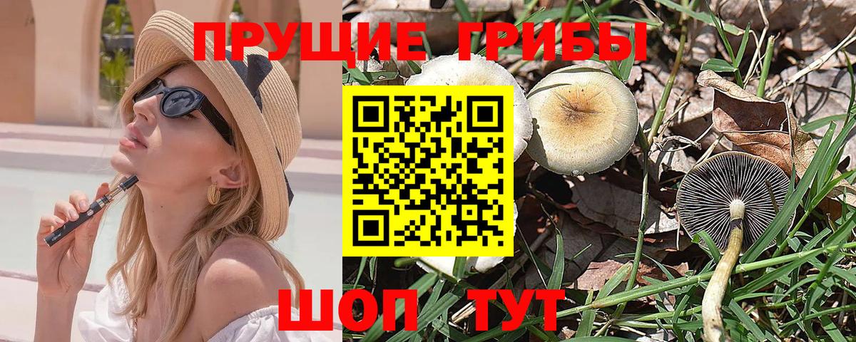 Верхняя Салда  Галлюциногенные грибы Psilocybine cubensis  Вход с VPN 